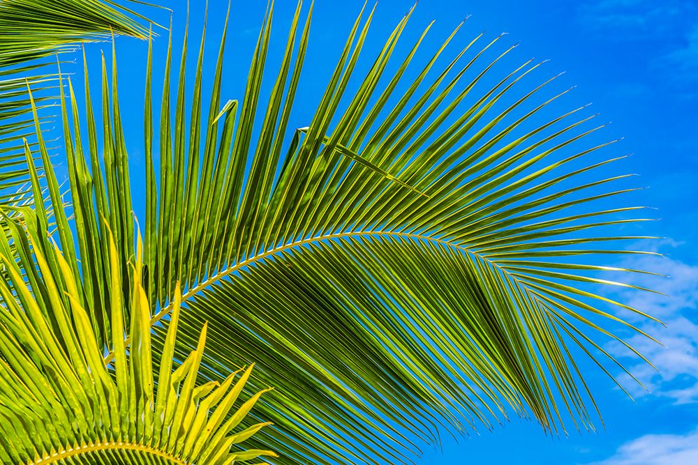Green palm fronds-Moorea-Tahiti-French Polynesia